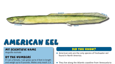 Fish Need to Move! Learning About Fish Migration - American eel