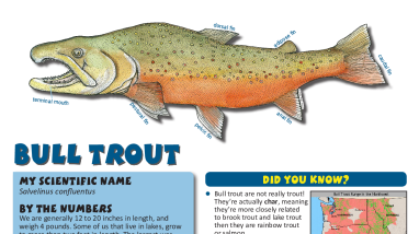 Fish Need to Move! Learning About Fish Migration - Bull trout