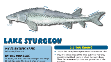 Fish Need to Move! Learning About Fish Migration - Lake sturgeon