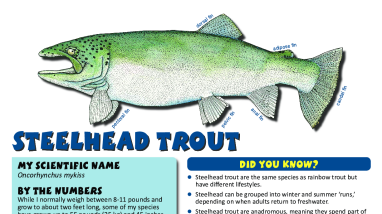 Fish Need to Move! Learning About Fish Migration - Steelhead trout