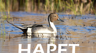HAPET Waterfowl.pdf
