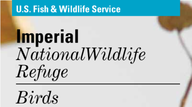 Imperial National Wildlife Refuge Birds