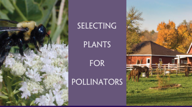 LCFWCO - Plant a Pollinator Garden