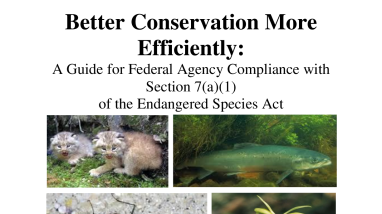 Better Conservation More Efficiently: A Guide for Federal Agency Compliance with Section 7(a)(1) of the Endangered Species Act
