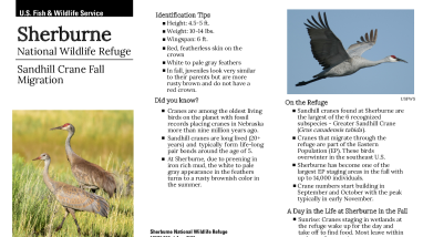 sherburne-nwr-sandhill-crane-fall-migration-viewing