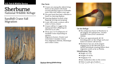 Sherburne Sandhill Crane Fall Migration Brochure