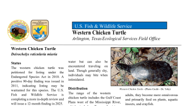 Western Chicken Turtle Fact Sheet