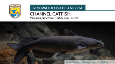 Freshwater Fish of America - Channel catfish