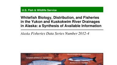 Whitefish Biology, Distribution, and Fisheries in the Yukon and Kuskokwim River Drainages in Alaska: a Synthesis of Available Information Alaska Fisheries Data Series Number 2012-4