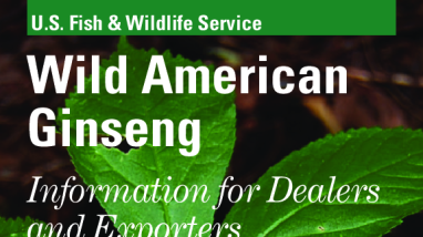 Wild American Ginseng: Information for Dealers and Exporters