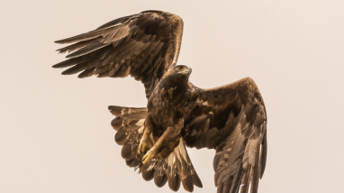 Lava Ridge Wind Project - Eagle Incidental Take Permit