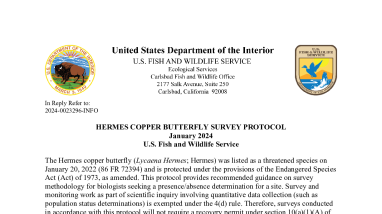Hermes Copper Butterfly Survey Protocol