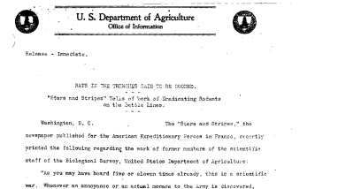 Rats in the Trenches Said to Be Doomed September 10, 1918