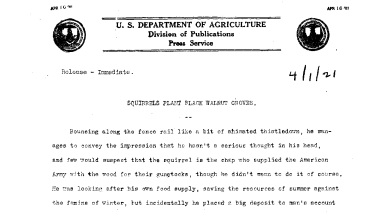 Squirrels Plant Black Walnut Groves April 1, 1921