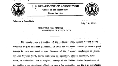 Directions for Ridding Cornfields of Pinyon Jays July 13, 1922
