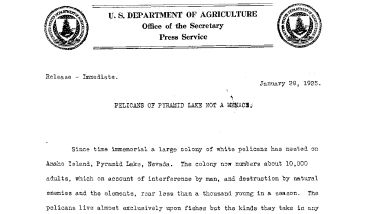 Pelicans of Pyramid Lake Not A Menace January 28,1925