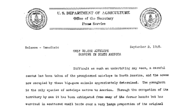 Only 30,000 Antelope Survive in North America September 2, 1925
