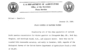 Swans Counted on Eastern Waters January 15, 1926