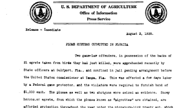 Plume Hunters Outwitted in Florida August 2, 1928
