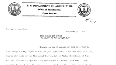 Wild Geese and Ducks Abundant in Chesapeake Bay February 25, 1929