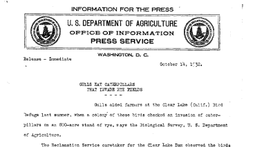 Gulls Eat Caterpillars That Invade Rye Fields October 14, 1932