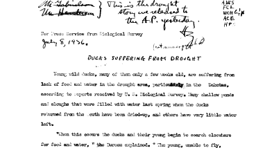 Ducks Suffering From Drought (Not Mimeographed) July 8, 1936