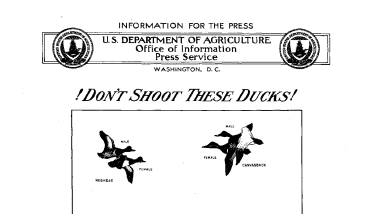 Don't Shoot These Ducks No Shooting Now Is Hope for Future Redheads and "Cans", Says Biological Survey October 31, 1936