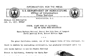 Condor, Giant Bird of California May Be Saved From Extinction January 10, 1937