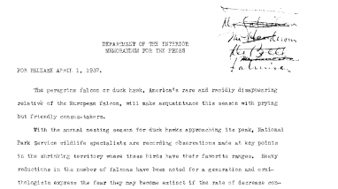 Peregrine Falcon or Duck Hawk (Doi Release) April 1, 1937 B