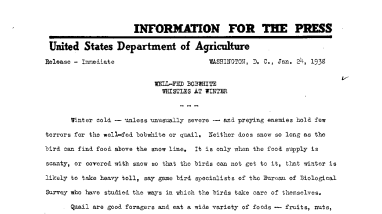 Well-Fed Bobwhite Whistles at Winter January 24, 1938