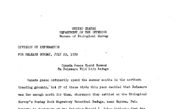 Canada Geese Spend Summer on Delaware Wildlife Refuge July 23, 1939 A