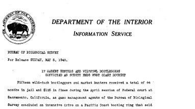17 Market Hunters and Wildfowl Bootleggers Convicted as Survey Ends West Coast Roundup May 5, 1940 B