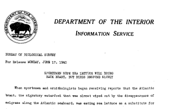 Sportsmen Hope Sea Lettuce Will Bring Back Brant, but Birds Respond Slowly June 17, 1940
