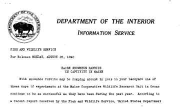 Raise Snowshoe Rabbits in Captivity in Maine August 26, 1940 A