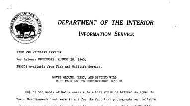 Moves Ground, Nest, and Sitting Wild Bird 25 Miles to Photographers Studio August 28, 1940 A
