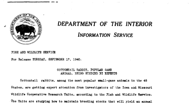 Cottontail Rabbit, Popular Game Animal, Being Studied by Experts September 17, 1940 A