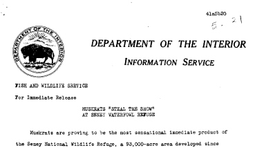 Muskrats '' Steal the Show " at Seney Waterfowl Refuge--May 21, 1941