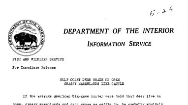 Gulf Ccoast Deer Graze on Open Grassy Marshlands Like Cattle--May 24, 1941