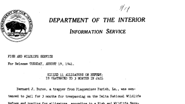 Killed 11 Alligators on Refuge August 19, 1941