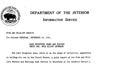 Rare Thumpeter Swans Are Holding Their Own, Show Slight Increase September 18, 1941