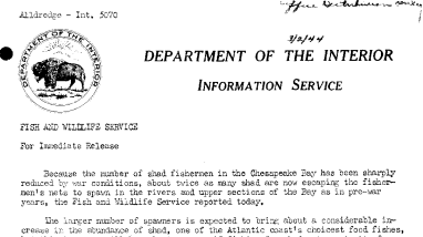 Considerable Increase of Shad in the Chesapeake Bay Expected Dur to Reduction of Shad Fishermen by War Conditions March 2, 1944
