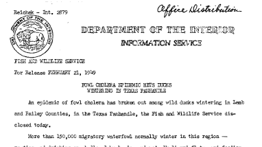 Fowl Cholera Epidemic Hits Ducks Wintering in Texas Panhandle February 21, 1949