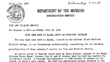 Musk Oxen Herd in Alaska Shows Satisfactory Increase --July 25, 1949