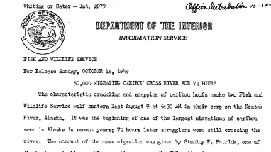 50,000 Migrating Caribou Cross River for 72 Hours --Oct. 16, 1949
