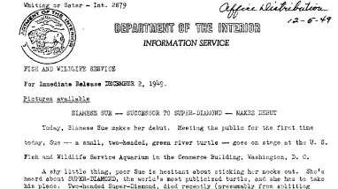 Siamese Sue Successor to Super Diamond Makes Debut December 2, 1949