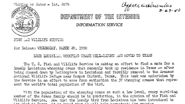 Lone Louisiana Whooping Crane Heli-Caught and Moved to Texas March 29, 1950