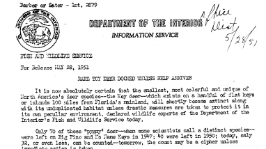 Rare Toy Deer Doomed Unless Help Arrives May 28, 1951