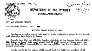 Whooping Cranes Arrive in Texas December 4, 1953
