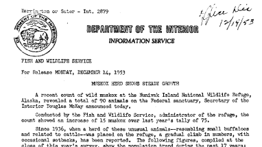 Muskox Herd Shows Steady Growth December 14, 1953
