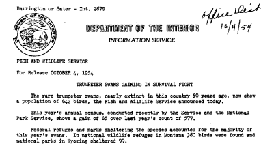 Trumpeter Swan Gaining in Survival Fight October 4, 1954